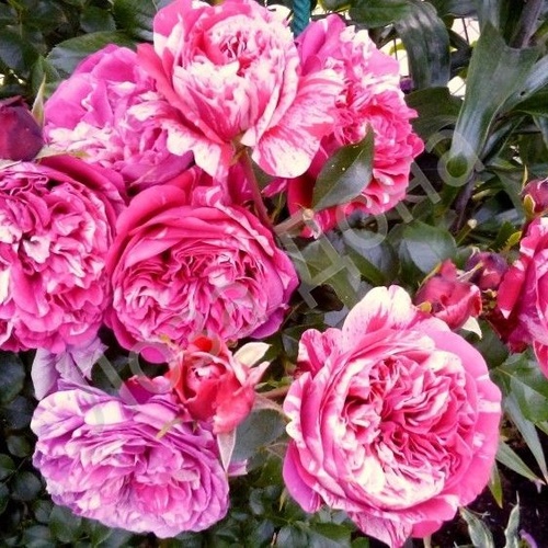 Инес Састр жалаңаш