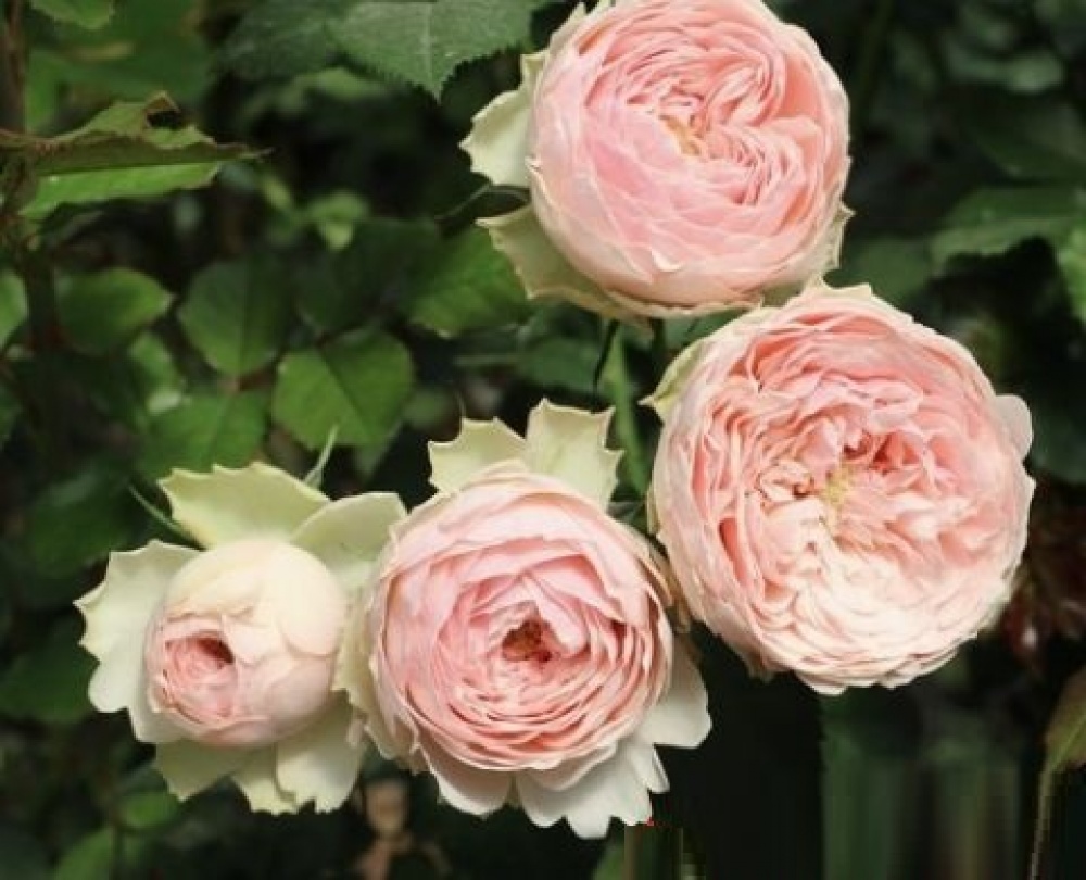 Мэнсфилд парк Mansfield Park роза