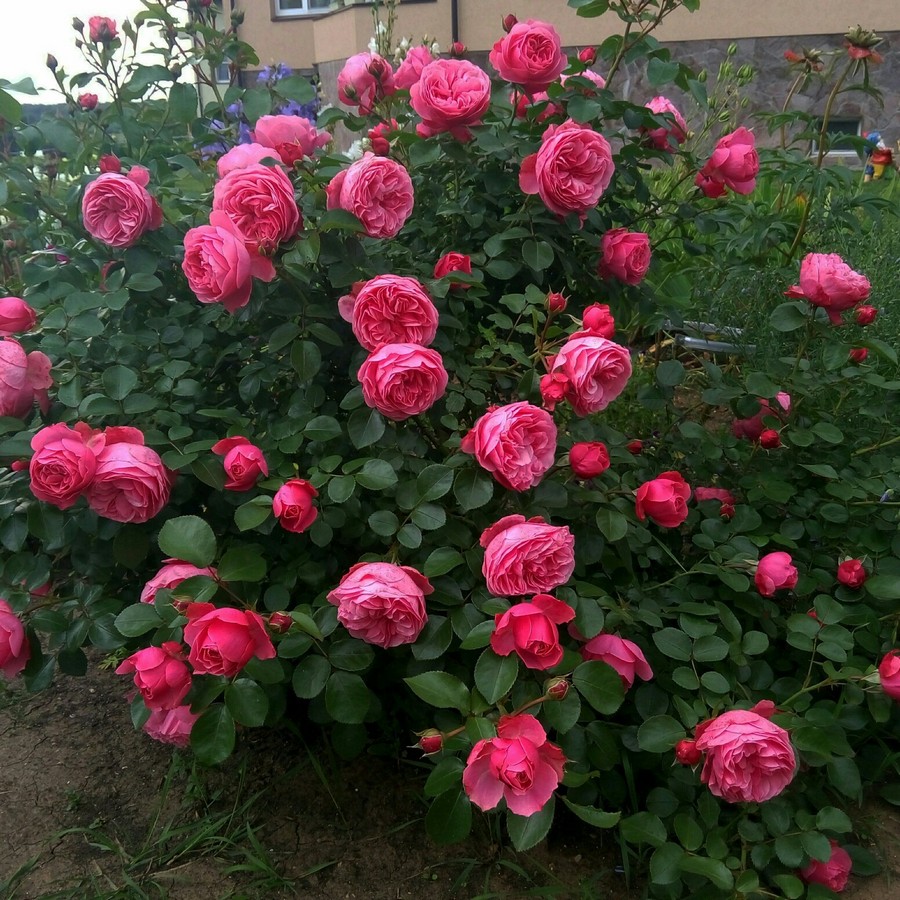 Сорт розы Леонардо да Винчи