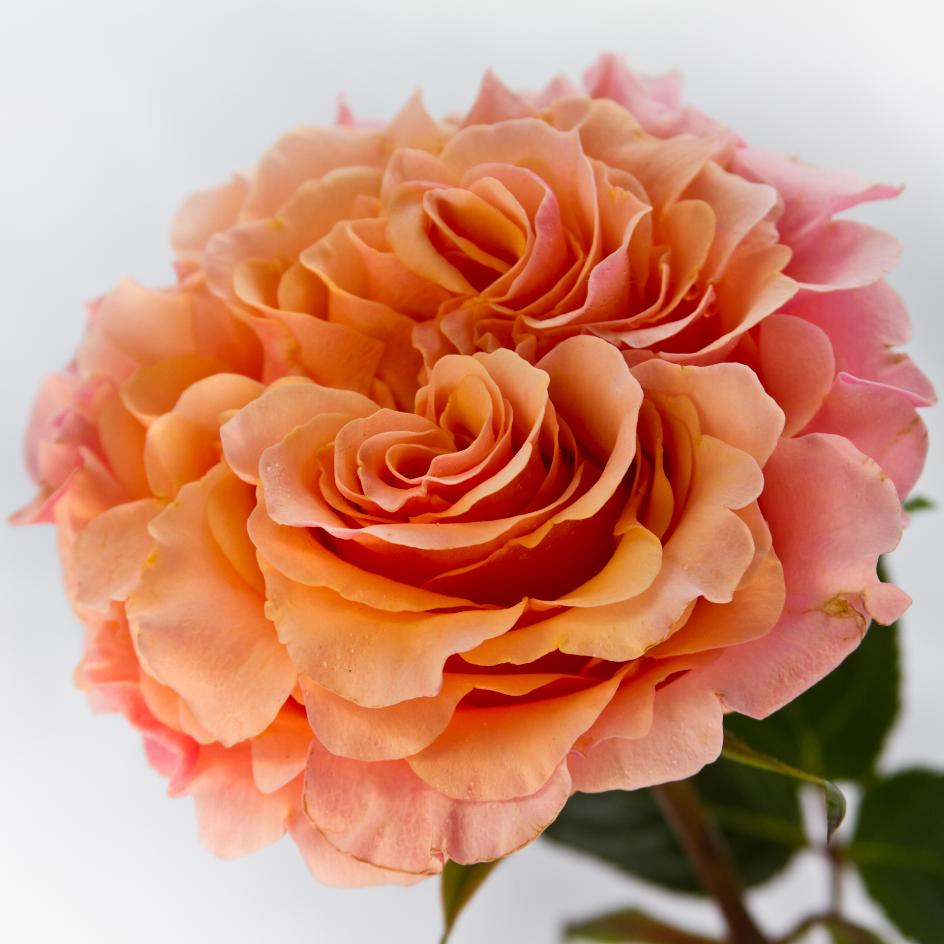 Метки товаров – крупный цветок – Страница 3 – Розы Кубани