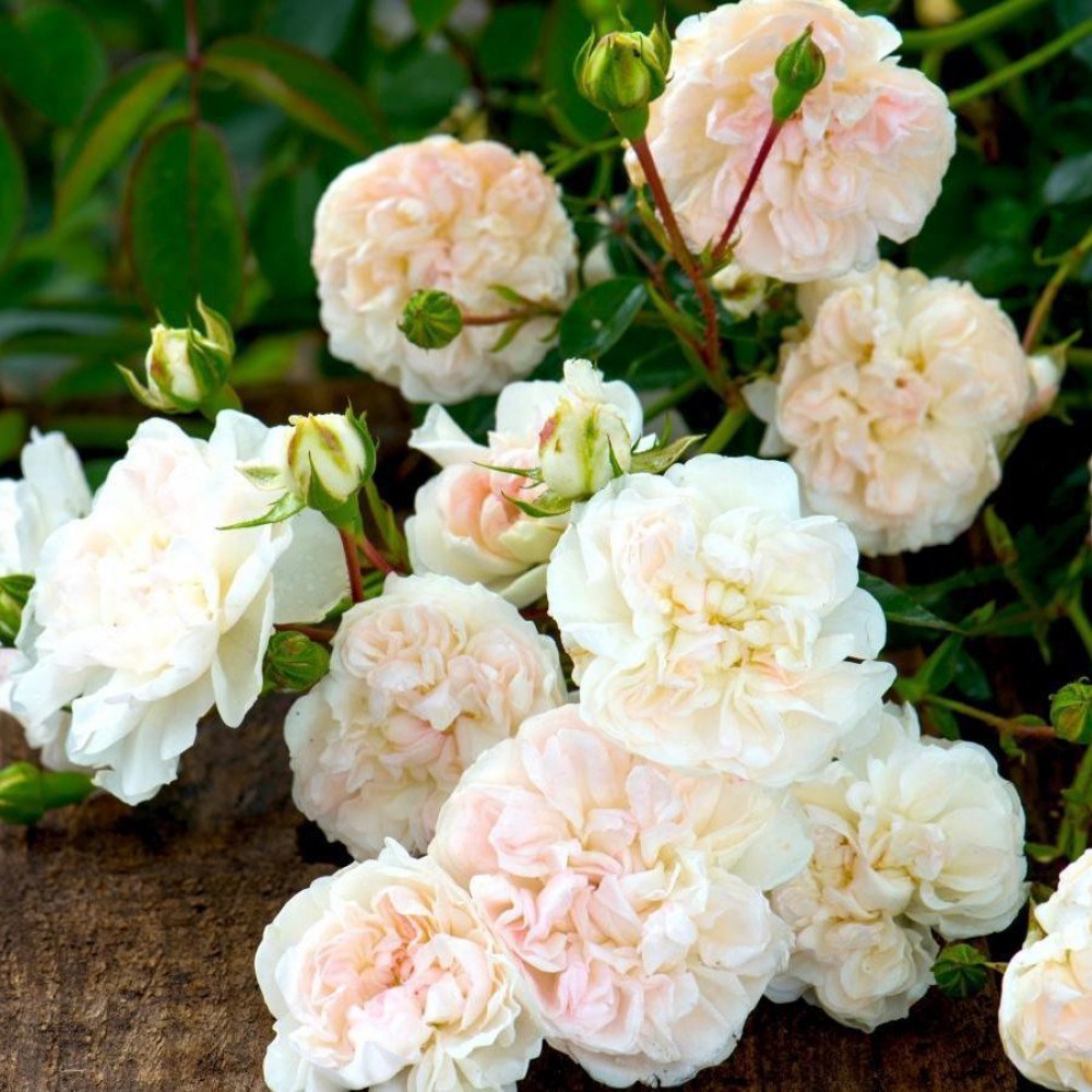Свани - Swany (Shrub Standard Rose): описание, характеристики, фото и отзывы о розе сорта!