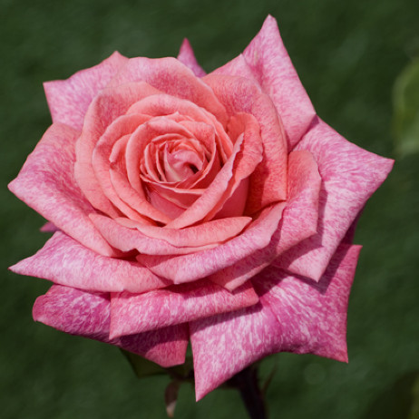 Роза пьер карден фото и описание