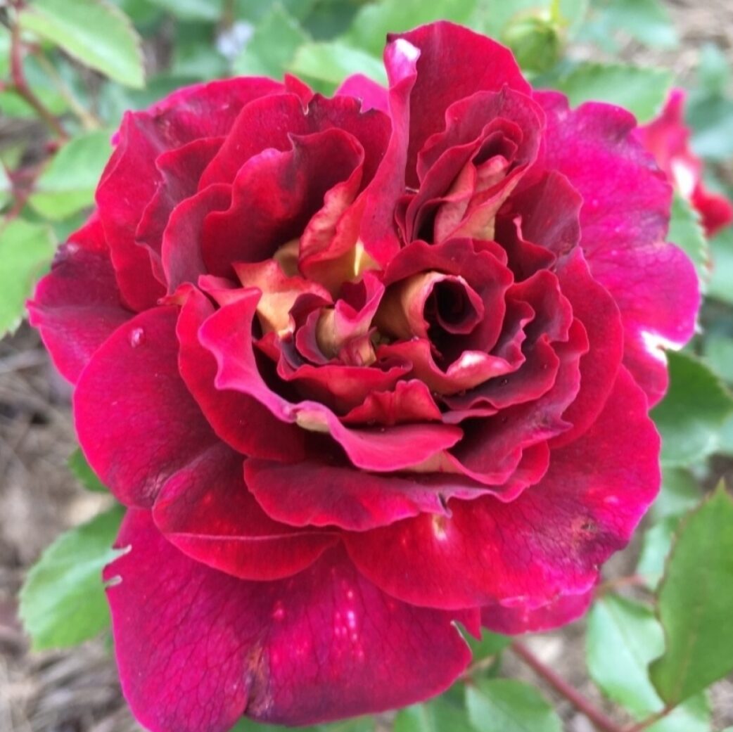 Метки товаров – крупный цветок – Страница 3 – Розы Кубани