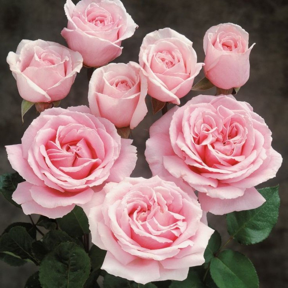 Метки товаров – крупный цветок – Страница 4 – Розы Кубани