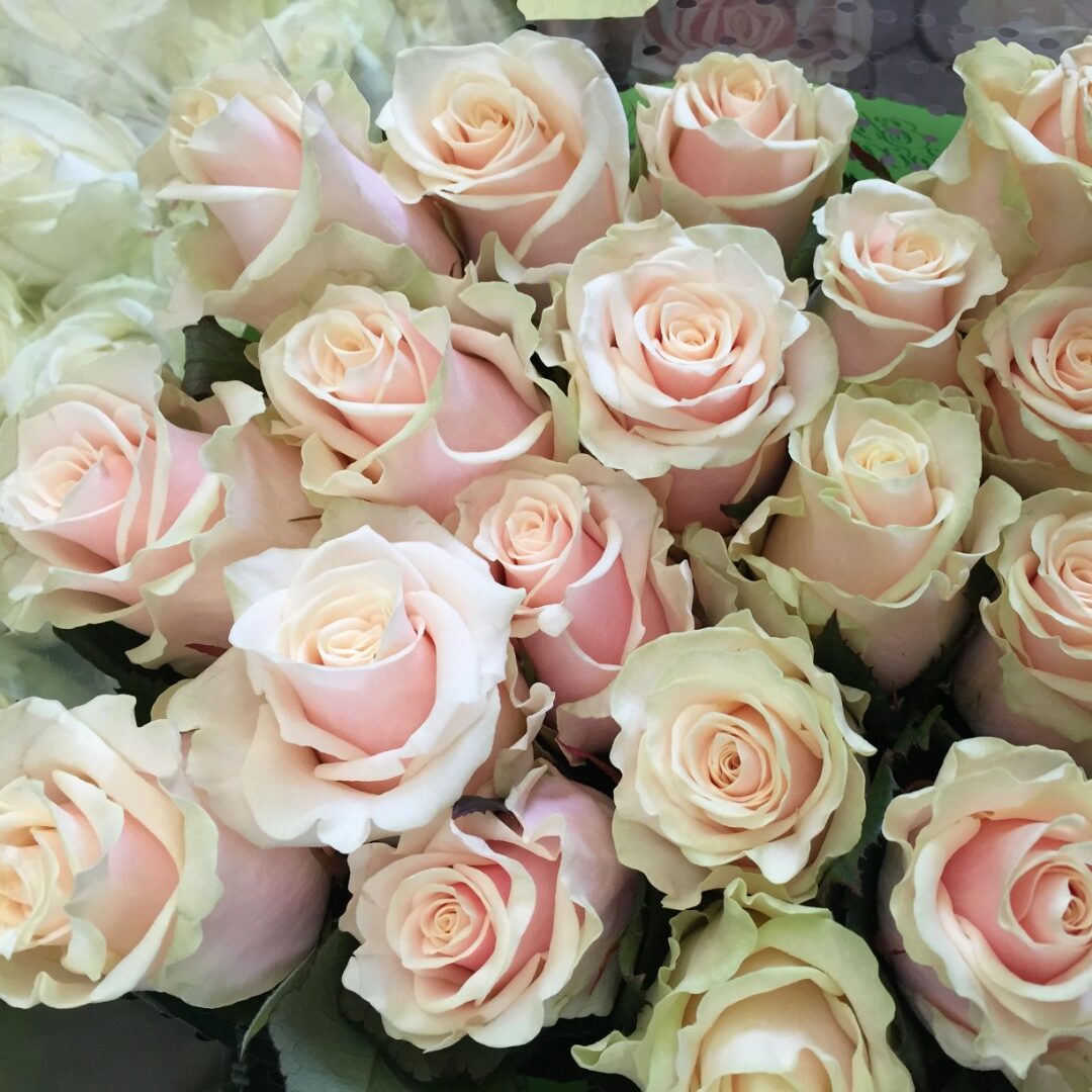 Розы Купить В Питомниках Московской Области