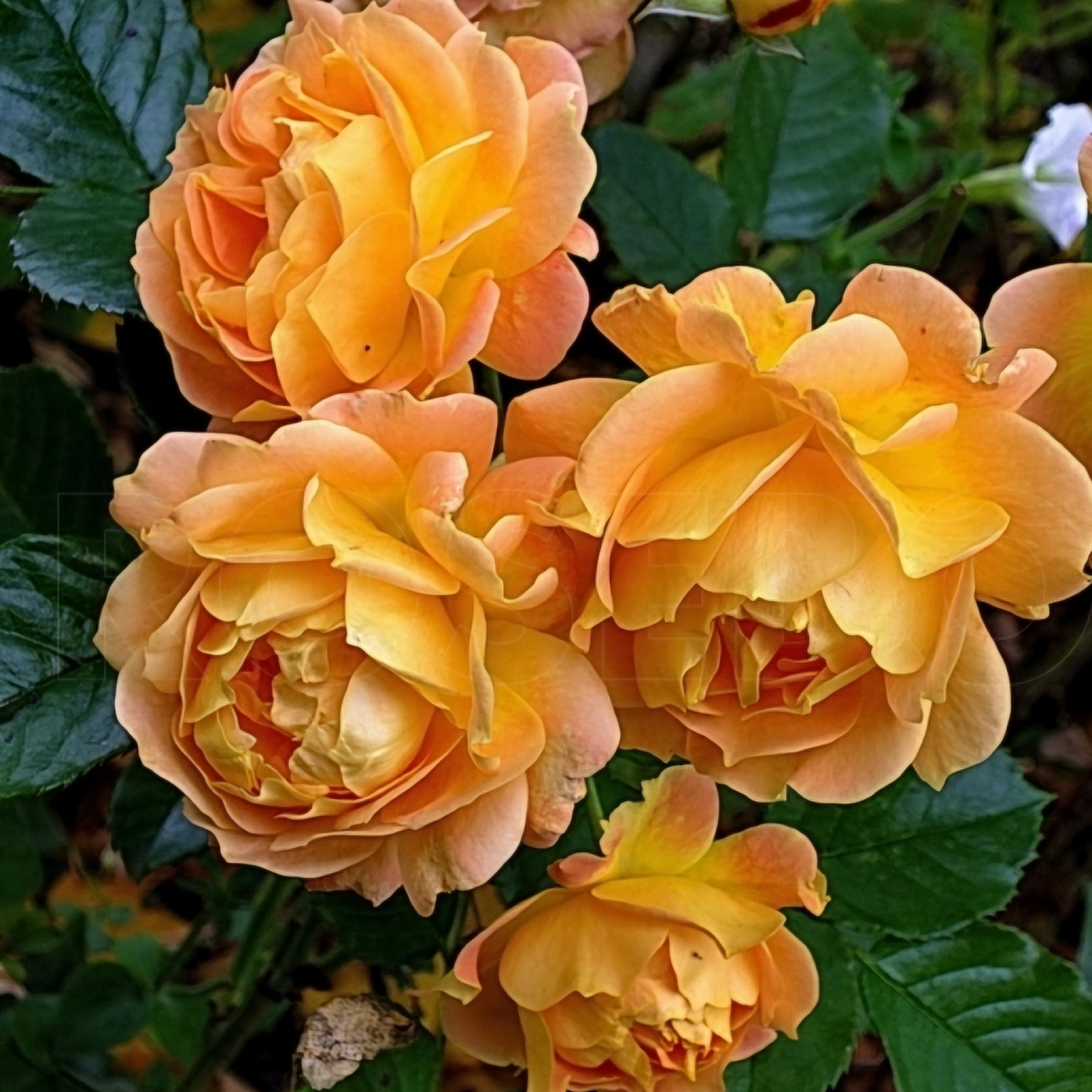 Роза Гольдэльзе (Goldelse)